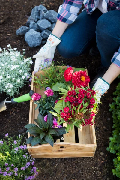 Unrecognizable Female Gardener Holding Crate Full Beautiful Flowers Ready Planted — Stock Photo, Image