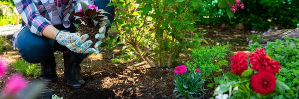 Beautiful female gardener holding a flowering plant ready to be planted in her garden. Gardening concept. Web banner. Landscape gardening business.