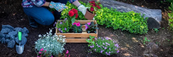 그녀의 정원에서 설치할 준비가 식물을 여성의 정원사 만드는 배너입니다 — 스톡 사진