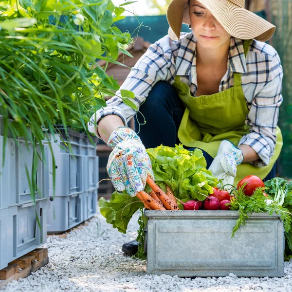 Hermosa Joven Agricultora Con Verduras Recién Cosechadas Jardín Concepto Productos — Foto de Stock