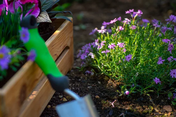 Tuinieren Tuin Hulpmiddelen Krat Vol Prachtige Planten Klaar Voor Aanplant — Stockfoto