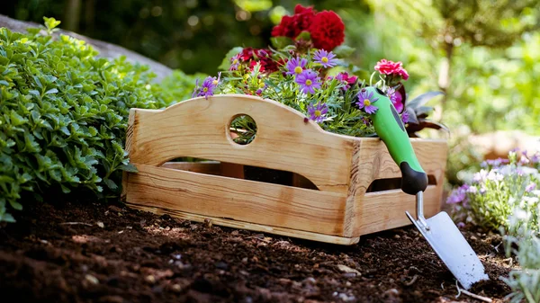 Tuinieren Tuin Hulpmiddelen Krat Vol Prachtige Planten Klaar Voor Aanplant — Stockfoto