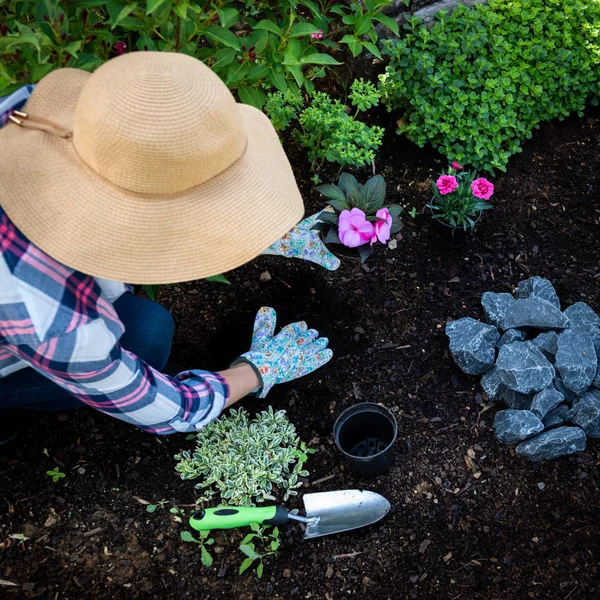 Unrecognizable Female Gardener Planting Flowers Her Garden Gardening Concept Overhead — Stock Photo, Image