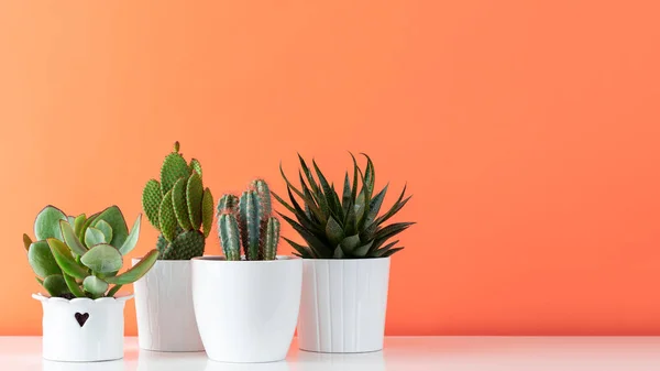 Raccolta Vari Cactus Piante Grasse Vasi Diversi Piante Casa Vaso — Foto Stock