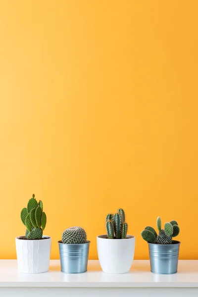 Coleção Várias Plantas Cacto Diferentes Vasos Plantas Casa Cacto Vaso — Fotografia de Stock