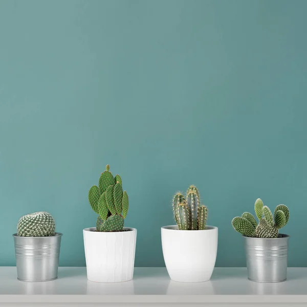 Decoração Moderna Quarto Coleção Várias Plantas Casa Cacto Vasos Prateleira — Fotografia de Stock