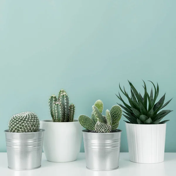 Decoração Moderna Quarto Coleção Várias Plantas Cacto Suculentas Vasos Prateleira — Fotografia de Stock