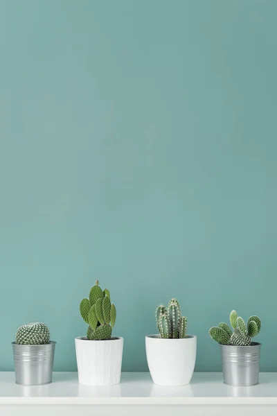 モダンな部屋の装飾 なコレクションは パステル カラーのターコイズ色の壁と白い棚にサボテン観葉植物鉢植え サボテン植物の背景 — ストック写真