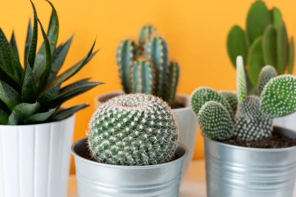 Coleção Vários Cactos Plantas Suculentas Diferentes Vasos Plantas Casa Cacto — Fotografia de Stock