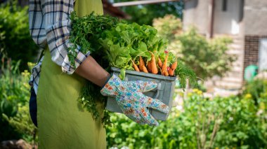 Tanınmayan kadın çiftçi holding sandık onun bahçesinde taze hasat sebze dolu. Homegrown biyo üretmek kavramı. Sürdürülebilir yaşam.