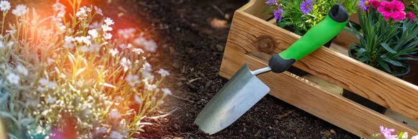 Tuinieren Krat Vol Prachtige Planten Klaar Voor Aanplant Tuin Spring — Stockfoto