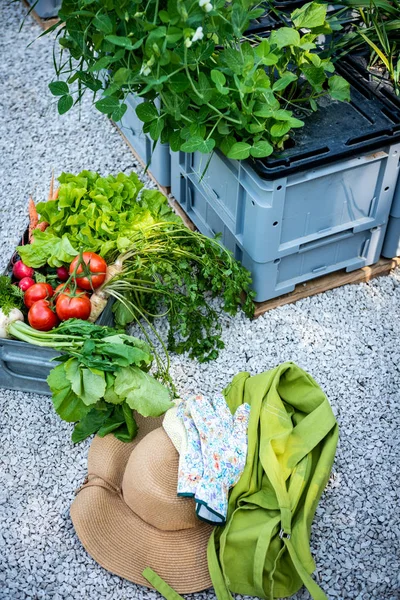 Caisse Pleine Légumes Fraîchement Cueillis Chapeau Paille Gants Dans Jardin — Photo