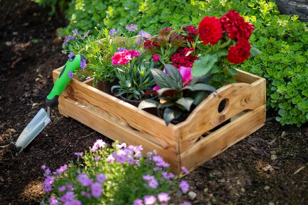Tuinieren Tuin Hulpmiddelen Krat Vol Prachtige Planten Klaar Voor Opplant — Stockfoto