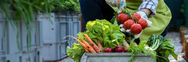 Une Agricultrice Méconnaissable Tenant Une Caisse Remplie Légumes Fraîchement Cueillis — Photo