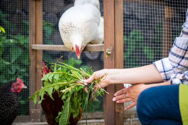 Onu Ücretsiz Aralığı Tavuk Besleme Unrecognisable Kadın Yumurta Tavukları Genç — Stok fotoğraf