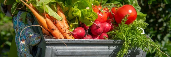 Une Agricultrice Méconnaissable Tenant Une Caisse Pleine Légumes Fraîchement Récoltés — Photo