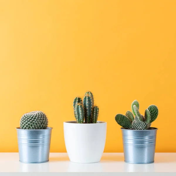 Coleção Várias Plantas Cacto Diferentes Vasos Plantas Casa Cacto Vaso — Fotografia de Stock