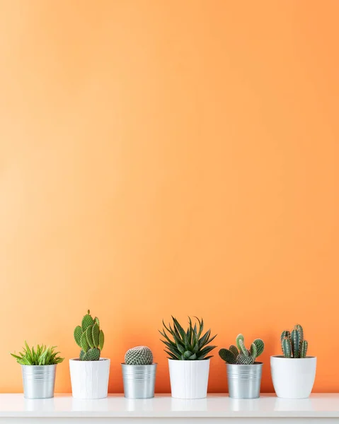 Coleção Vários Cactos Plantas Suculentas Diferentes Vasos Plantas Casa Cacto — Fotografia de Stock