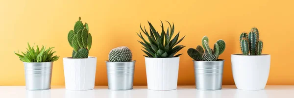 Moderní Bytové Dekorace Kolekce Různých Hrnkové Kaktusy Sukulentní Rostliny Bílé — Stock fotografie