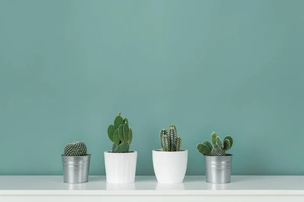 モダンな部屋の装飾 なコレクションは パステル カラーのターコイズ色の壁と白い棚にサボテン観葉植物鉢植え サボテン植物の背景 — ストック写真