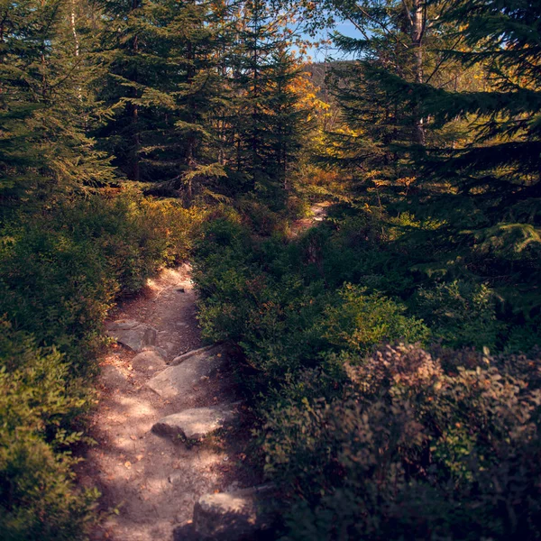 Sentier Pédestre Menant Travers Magnifique Parc National Forêt Bohême Trekking — Photo