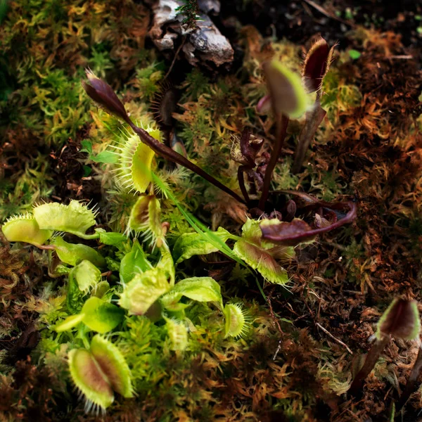 Vénusz Légycsapója Dionaea Muscipula Növényi Ragadozók — Stock Fotó