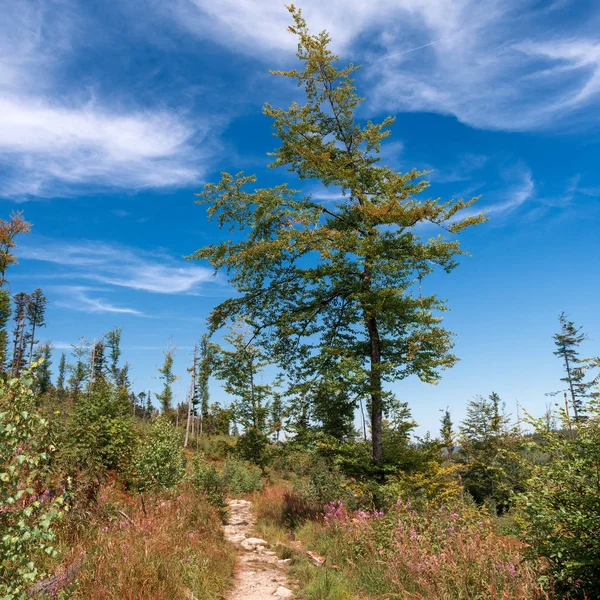 Trilha Caminhadas Que Leva Através Belo Bohemian Forest National Park — Fotografia de Stock