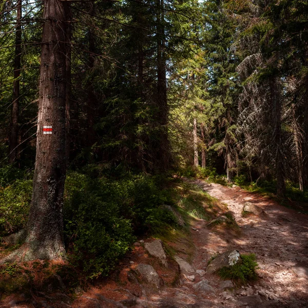 Işareti Işareti Hiking Ağaçta Boyanmış Yalak Güzel Bohemian Forest Ulusal — Stok fotoğraf