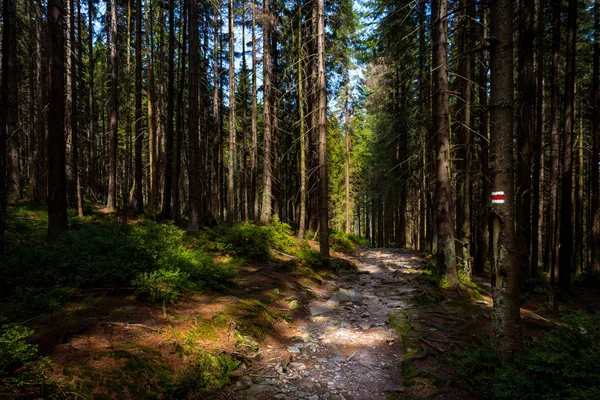 Marca Sinal Trilha Caminhada Pintada Uma Árvore Caminho Que Leva — Fotografia de Stock