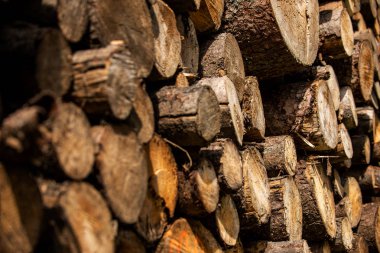 Çam ağacı orman sömürü. Kütükleri ve günlüğe kaydeder. Ocakçılığı aşırı sömürüsü çevre ve sürdürülebilirlik tehlikeye ormansızlaşma yol açar..