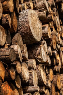 Çam ağacı orman sömürü. Kütükleri ve günlüğe kaydeder. Ocakçılığı aşırı sömürüsü çevre ve sürdürülebilirlik tehlikeye ormansızlaşma yol açar..