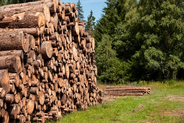 Pine Tree Leśnej Pniaki Dzienniki Nadmierna Eksploatacja Prowadzi Wylesiania Stanowi — Zdjęcie stockowe