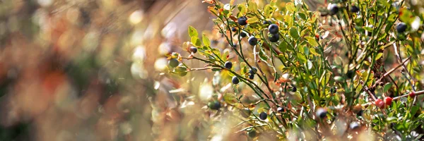 Wild Blueberry Bush Dreamy Wild Blueberries Panoramic Banner Sunny Day — Stock Photo, Image