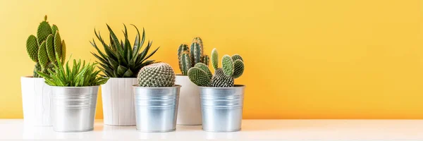 Collection of various cactus plants in different pots. Potted cactus house plants on white shelf against pastel mustard colored wall. Cactus plants banner.