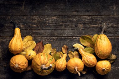 Şükran günün kutlu olsun arka plan. Sonbaharda hasat ve tatil sınır. Koyu ahşap arka plan üzerinde çeşitli kabaklar seçimi. Sonbahar sebze ve mevsimlik dekorasyon. 