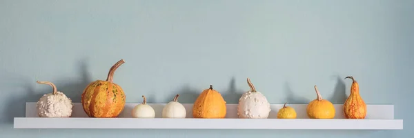 Happy Thanksgiving Background Selection Various Pumpkins White Shelf Pastel Turquoise — Stock Photo, Image