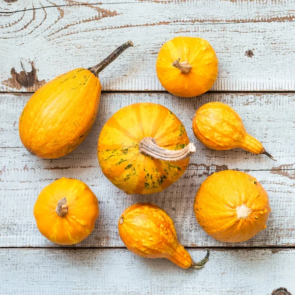 Şükran günün kutlu olsun arka plan. Beyaz ahşap zemin üzerinde çeşitli kabaklar seçimi. Sonbahar sebze ve mevsimlik dekorasyon. Sonbaharda hasat ve tatil kavramı.