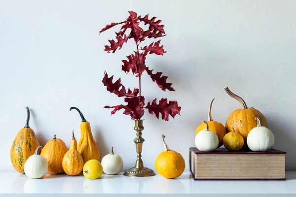 Thanksgiving Decoration Minimal Autumn Inspired Room Decoration Selection Various Pumpkins — Stock Photo, Image