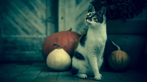 玄関のドアの前に座っている切断された脚を持つ猫は ハロウィーン 感謝祭 秋のシーズンのカボチャと飾られます 暗い気分は不気味な背景 — ストック写真