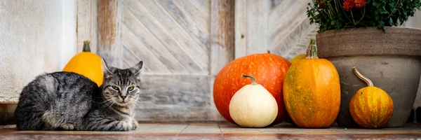 Halloween Decorato Porta Ingresso Con Varie Dimensioni Forma Zucche Gatto — Foto Stock