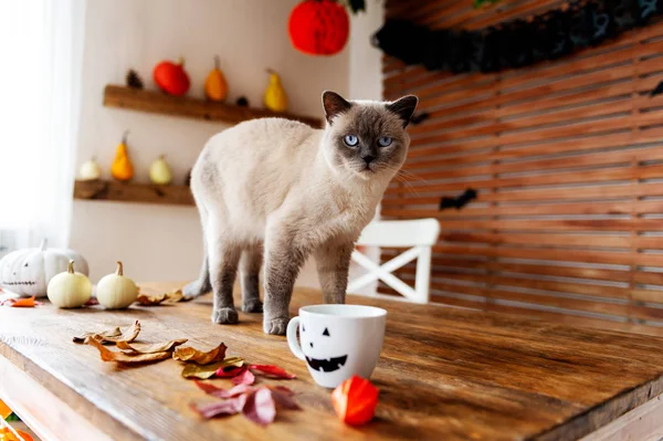 Splendido Gatto Domestico Piedi Sul Tavolo Tema Halloween Decorato Soggiorno — Foto Stock