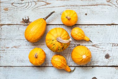 Şükran günün kutlu olsun arka plan. Beyaz ahşap zemin üzerinde çeşitli kabaklar seçimi. Sonbahar sebze ve mevsimlik dekorasyon. Sonbaharda hasat ve tatil kavramı.