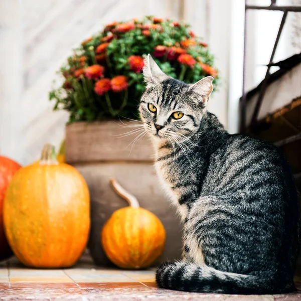 ハロウィーンは なサイズと形状のカボチャと正面玄関を装飾されています ハロウィーン サンクスギビング 秋シーズンの背景の装飾の正面玄関の上の猫 — ストック写真