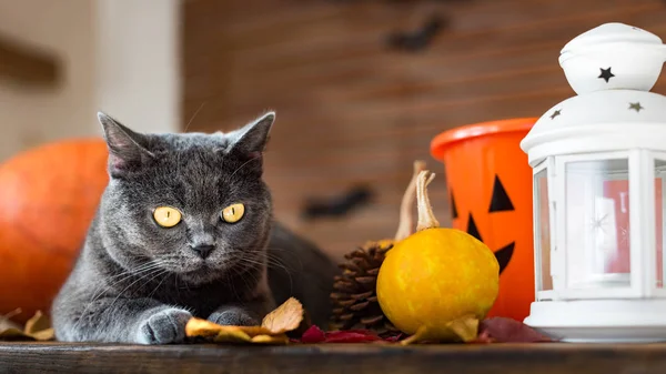 Splendido Gatto Grigio Sdraiato Tavolo Con Decorazioni Tema Halloween Autunno — Foto Stock