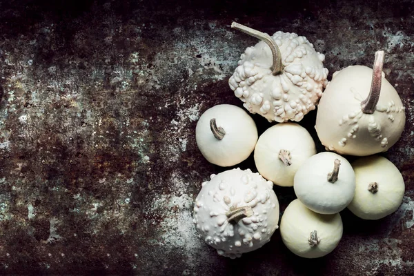 Happy Thanksgiving Background. Little white pumpkins on rustic metal background with copy space. Autumn Harvest and Holiday minimal still life.