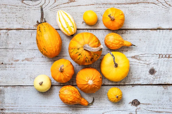 Happy Thanksgiving Background. Selection of various pumpkins on white wooden background. Autumn vegetables and seasonal decorations. Autumn Harvest and Holiday concept.