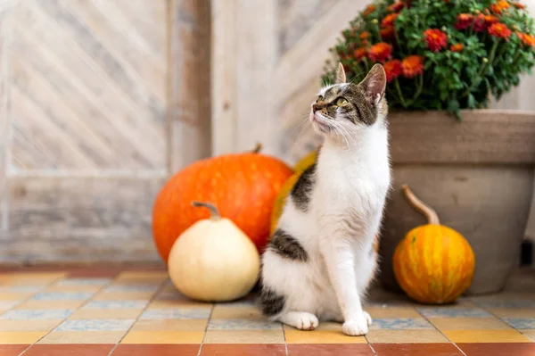 Gatto Con Gamba Amputata Seduto Davanti Alla Porta Ingresso Decorato — Foto Stock