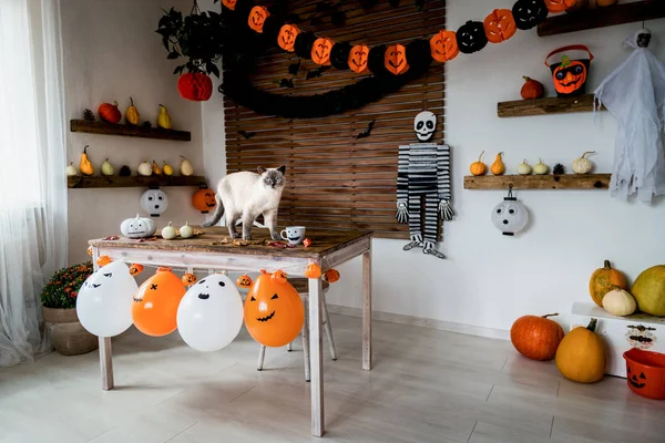 Przepiękny Kota Stojący Stole Halloween Theme Urządzony Salon Styl Życia — Zdjęcie stockowe