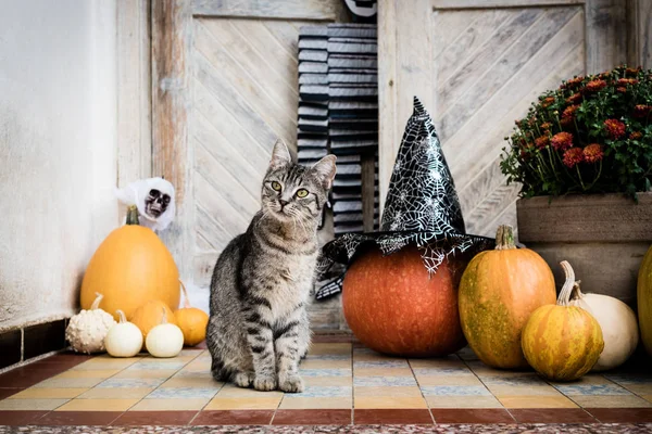 Halloween Decorato Porta Ingresso Con Varie Dimensioni Forma Zucche Gatto — Foto Stock