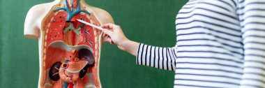 İnsan vücudu anatomisi öğretim, iç organları açıklamak için yapay vücut modeli kullanarak genç kadın öğretmen Biyoloji sınıfında. Kan damarları sisteme işaret parmak.